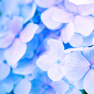 cape cod massage, cape cod massage gift card, cape cod massage gift certificate, massage therapist, falmouth, woods hole, nantucket